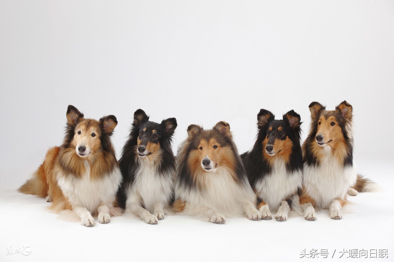 铲屎官比较想知道的狗狗问题,作为一个铲屎官你有这样的想法吗