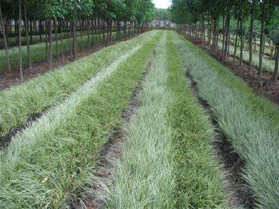 农村小溪边的石菖蒲,野外小溪边石菖蒲能用作种苗吗