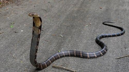 晚上开车压死一条蛇有什么预兆,路上遇到车压死的蛇怎么办
