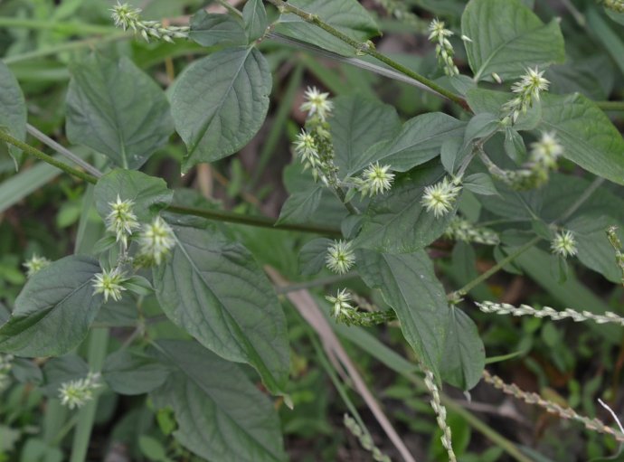 中药牛膝种植时间和方法,种植中药材牛膝技术视频