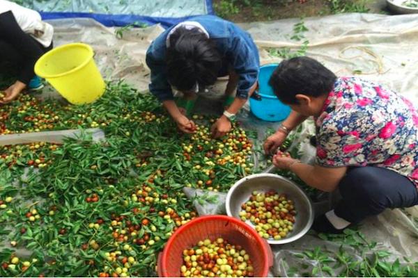 农村的大枣都熟了，一竹竿子打下来无数美味