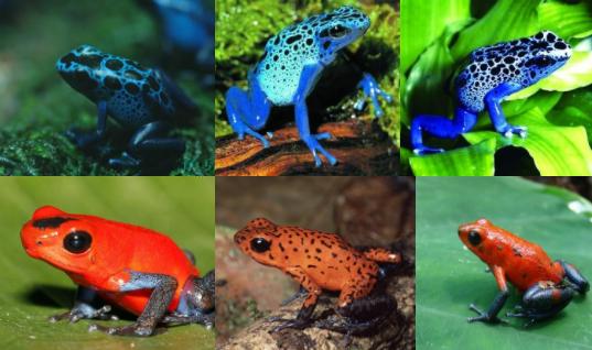 毒蛙能毒死10人吗,毒蛙怎么防止自己中毒