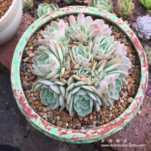 多肉叶片不饱满怎么回事,怎样让多肉的叶片饱满发亮