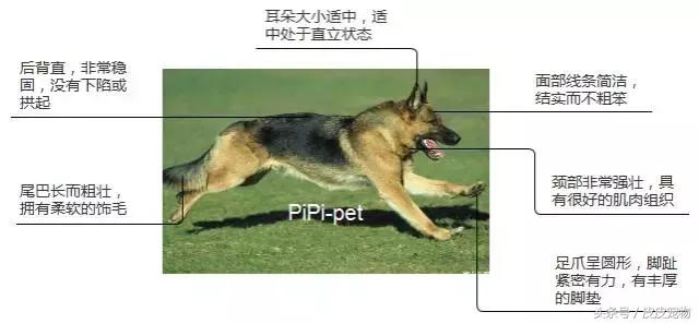 德国牧羊犬黑背多少钱,德国牧羊犬黑背狗市
