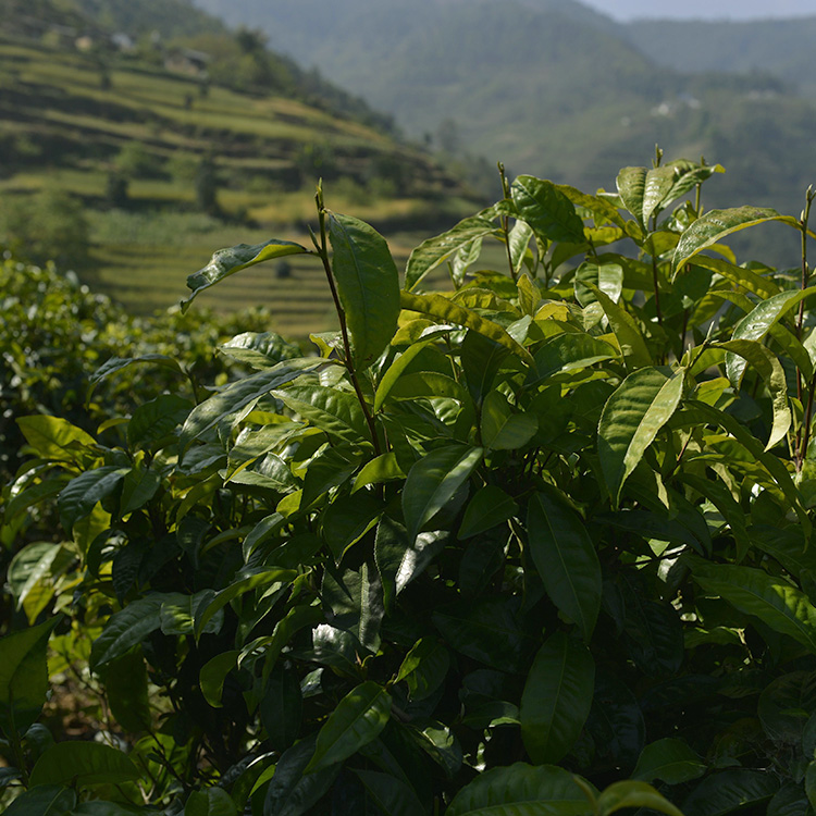 原来喝茶还有这些好处,喝茶醉茶了怎么办