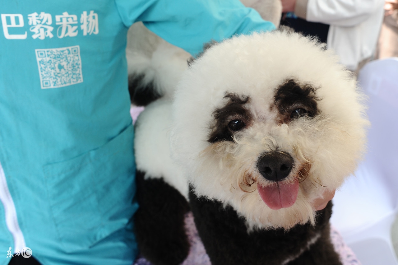 世界名犬比熊,比熊狗的名字大全及图片