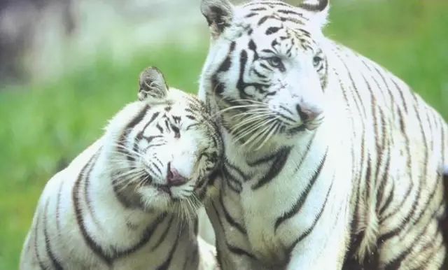 广州长隆野生动物园吃东西攻略,广州长隆野生动物园吃喝攻略