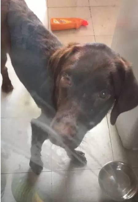 狗眼睛周围红肿发炎,狗眼睛发炎红肿用什么药