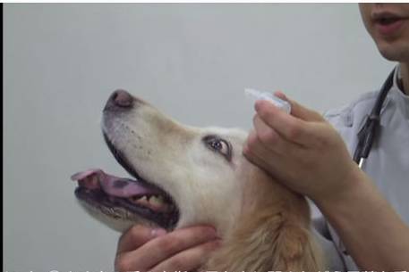 狗眼睛周围红肿发炎,狗眼睛发炎红肿用什么药