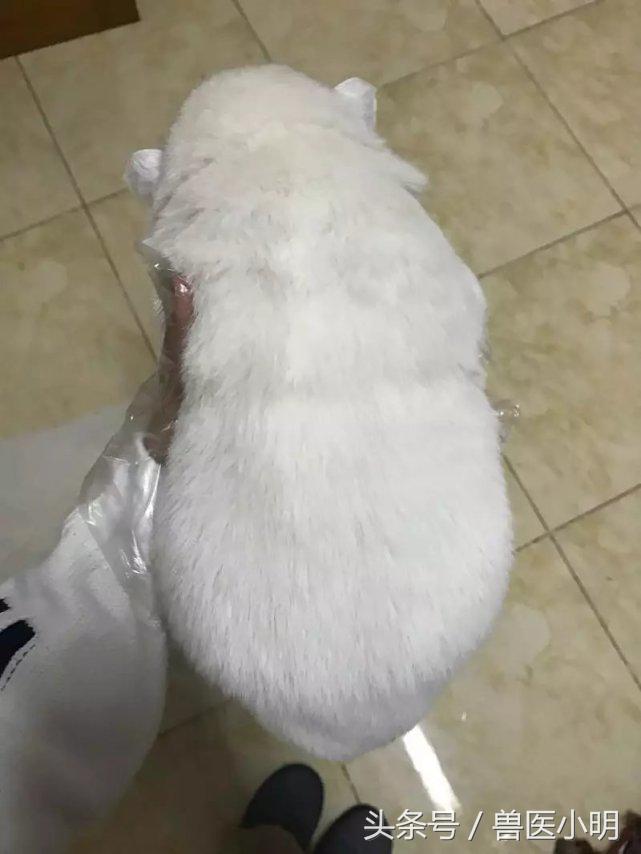 颜值最高的萨摩耶,萨摩耶在犬界的颜值