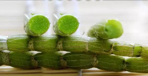 铁皮石斛怎么吃最有效,铁皮石斛的正确吃法与功效视频