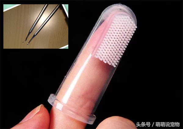 泰迪狗狗臭线怎么去除,泰迪狗狗体味重怎么去除