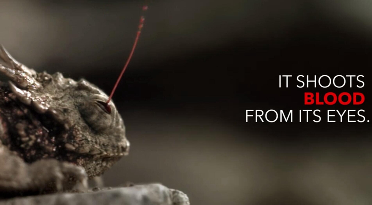 会飞的蜥蜴你见过吗,尾巴很长的会飞的蜥蜴是什么