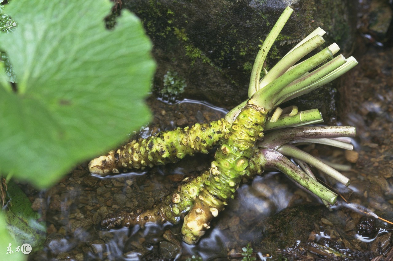植物山葵长什么样子,山葵这种植物怎么种