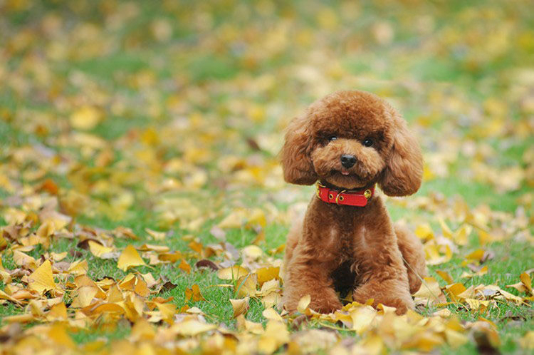 泰迪狗能吃咸,泰迪狗可以吃盐吗