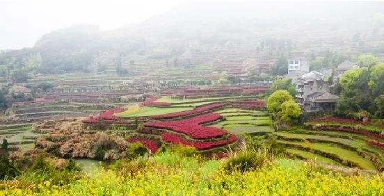 风吹稻浪黄金灿原创,风吹稻田金灿灿原文