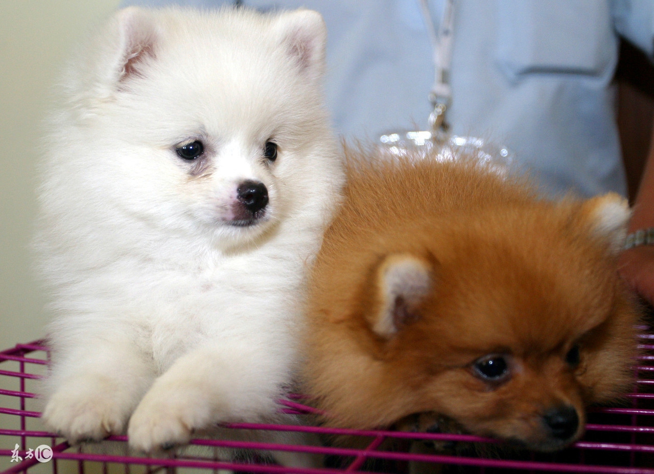 博美宠物狗的名字大全集,世界名犬品种大全小型犬