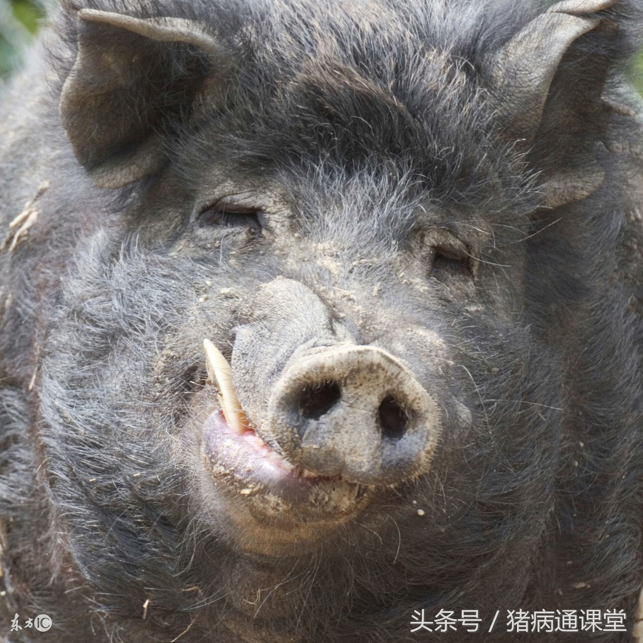 怎么提高公猪生育能力,如何提高公猪精子质量