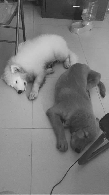 萨摩耶得了相思病怎么处理,六个月萨摩耶不爱吃狗粮了