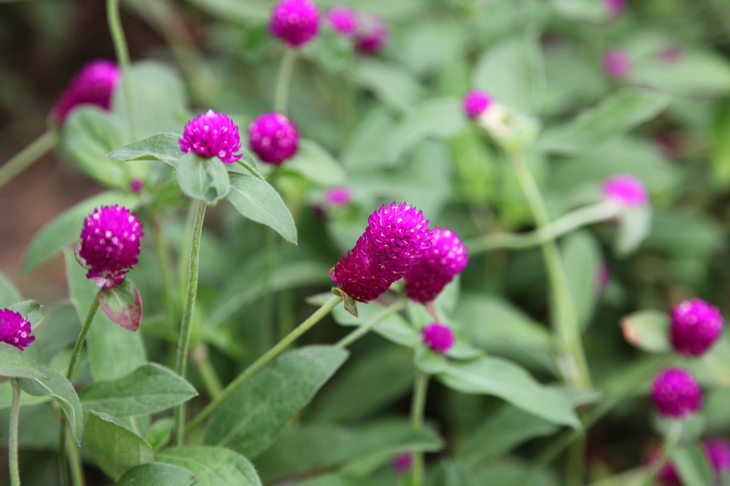 广州南沙百万葵园好不好玩,广州南沙百万葵园门票多少钱