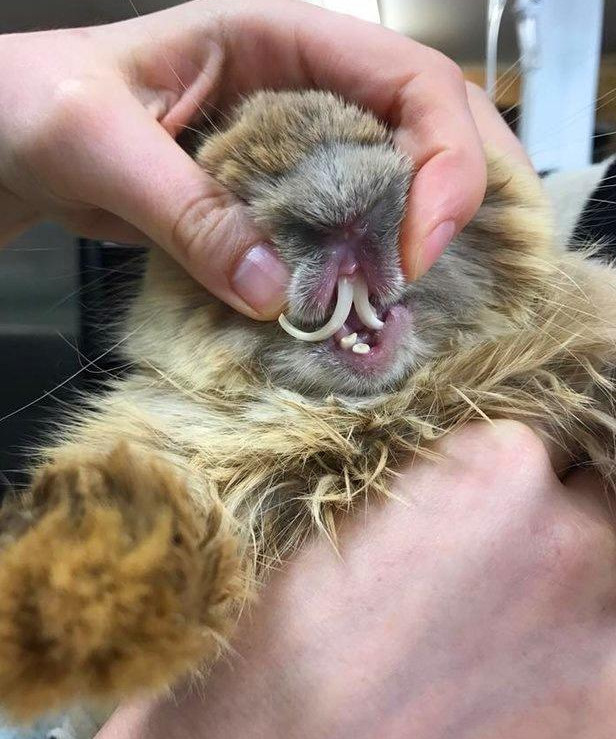 兔子的下牙齿长歪怎么办,兔子下牙长歪了怎么办