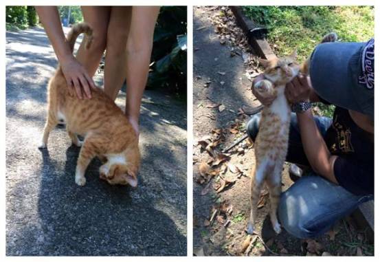 iphonexfaceid用不了了,iphonexfaceid不可用