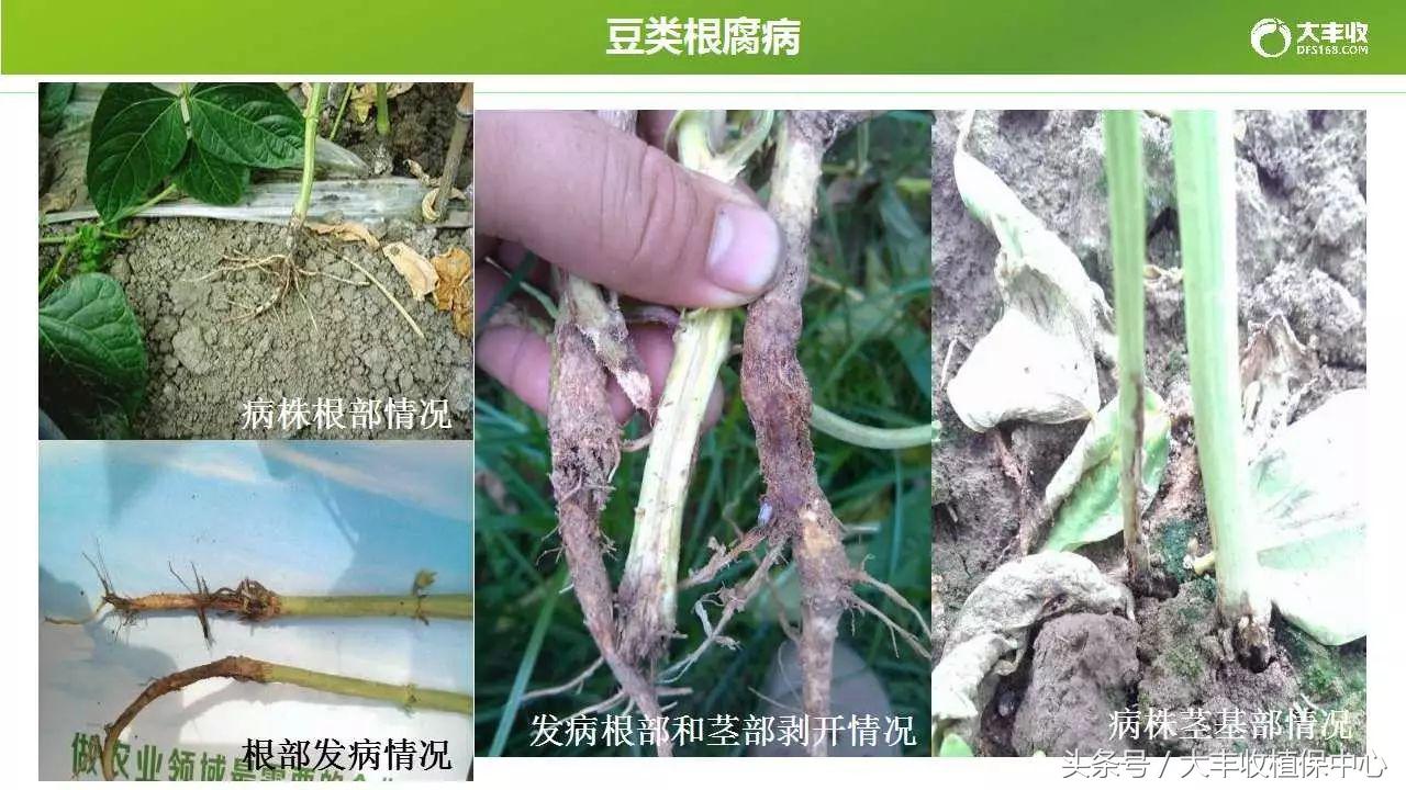 豆类容易得的病,荷兰豆类病害图解大全