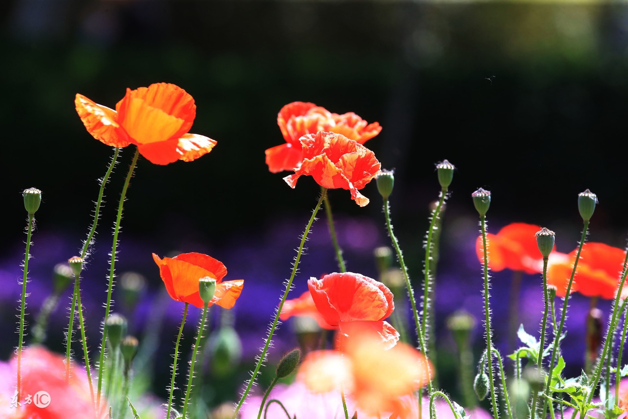 牙痛误食曼陀罗送医院急救洗胃水仙含羞草这些花是“毒美人”