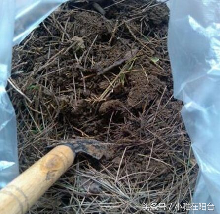 养花盆土板结可以加什么进去松软,花盆土板结打理方法