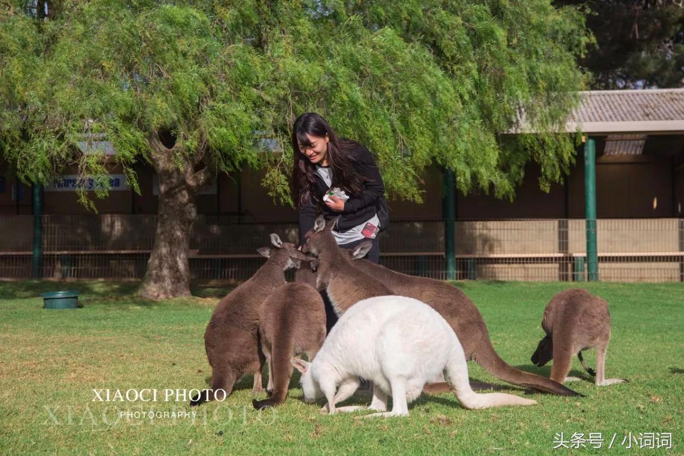 玩转南澳大利亚，这篇最全旅行攻略一定可以帮到你