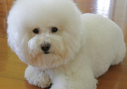 狗狗趾间炎的特效药,狗狗趾间炎的症状图