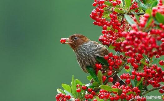 驯养画眉鸟，这些口诀须牢记