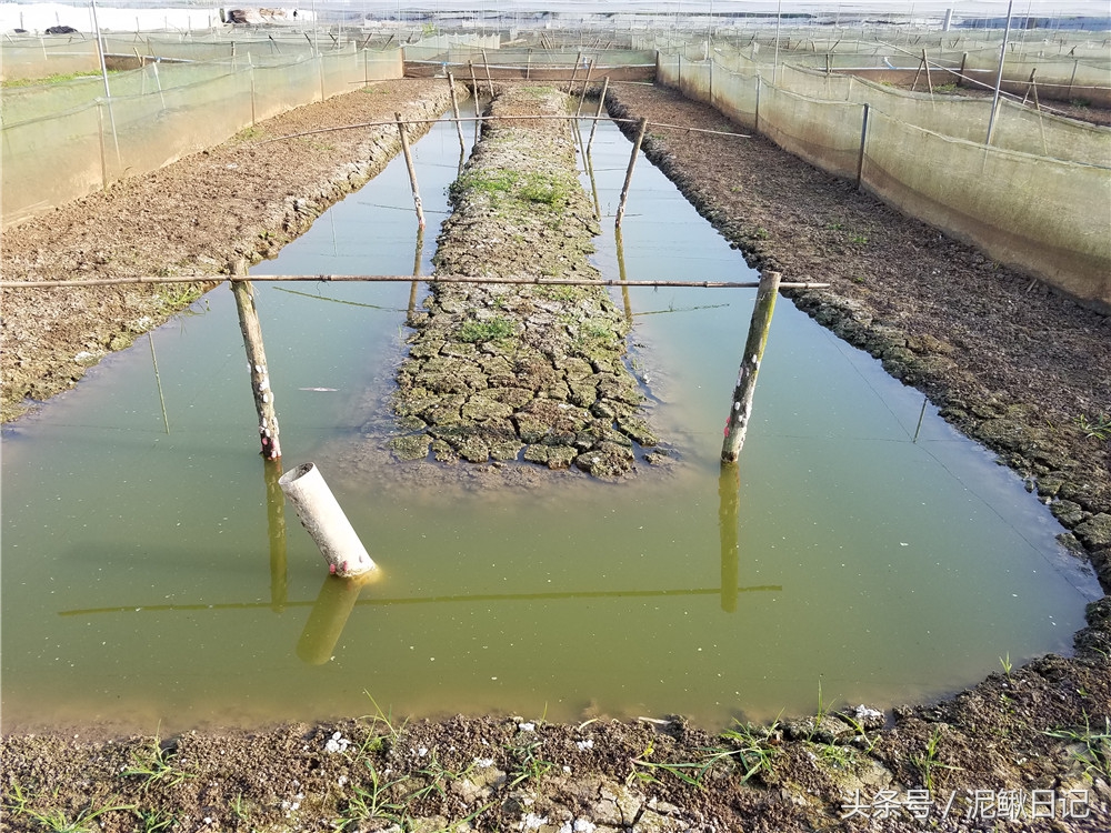养殖泥鳅青蛙能赚钱吗,稻田泥鳅青蛙生态循环养殖技术