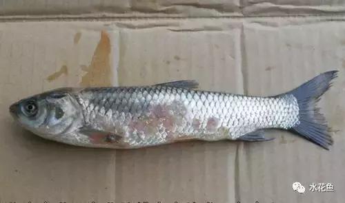 拉网垂钓鱼体受伤用什么药,拉网鱼体受伤