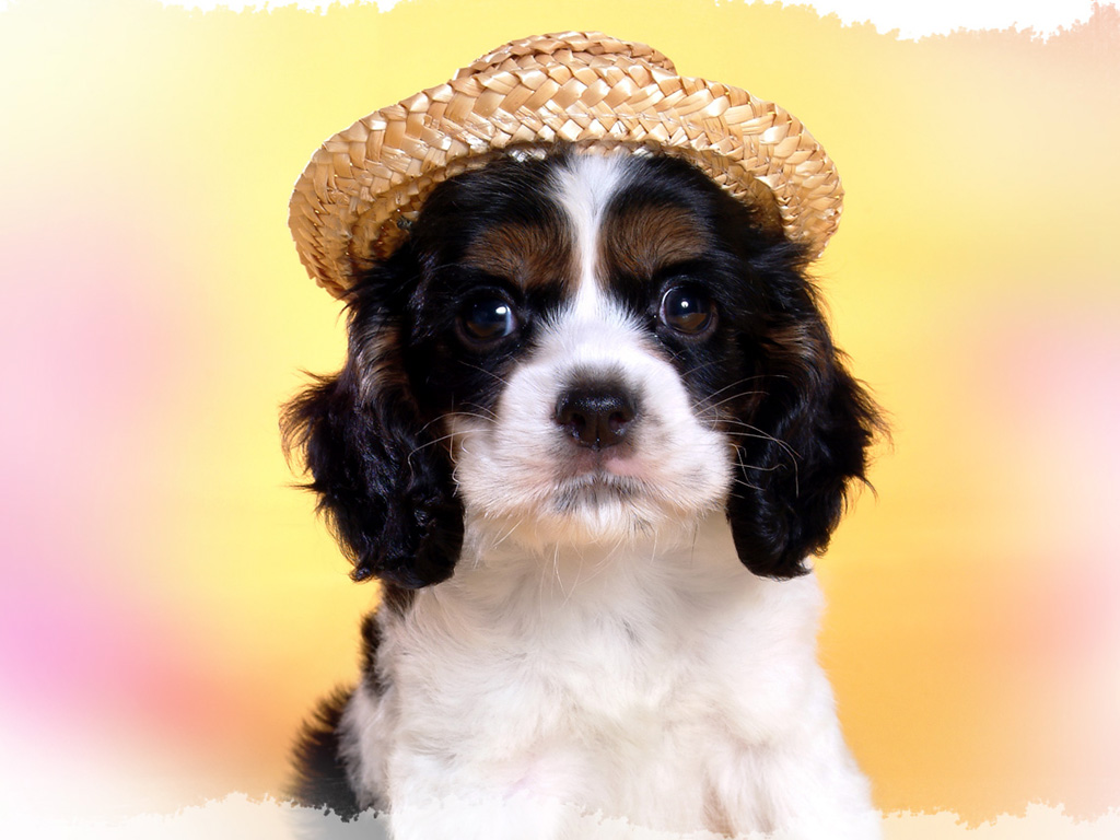 狗狗便便是浅黄色怎么办,狗狗吐黄水拉绿色稀便