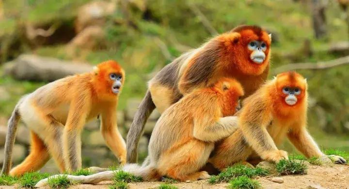 秦岭深处,秦岭深处有人家