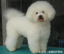 可爱的狗狗品种大全,最可爱的十种狗狗