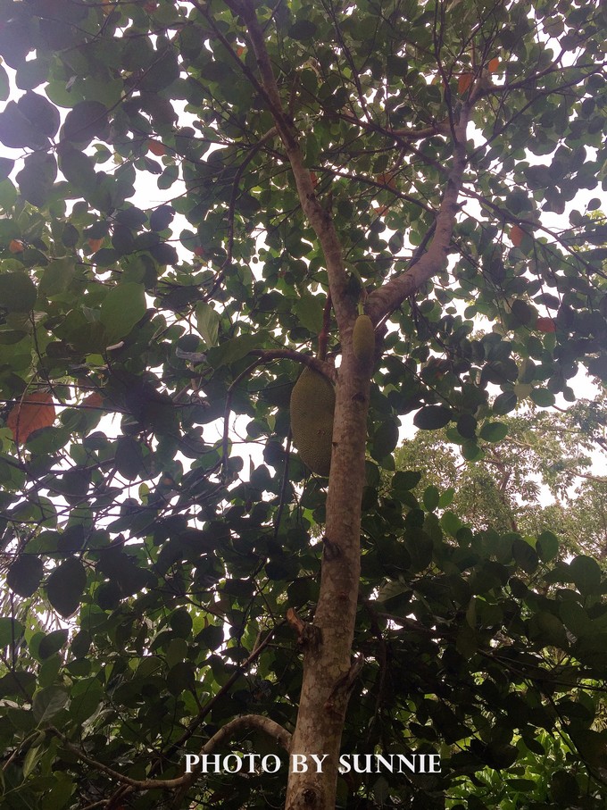 北纬十八度之三亚,北纬18度的旅行三亚游记