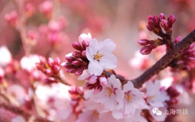 看樱花不用远赴日本,看樱花不用去武汉关庙也可以看