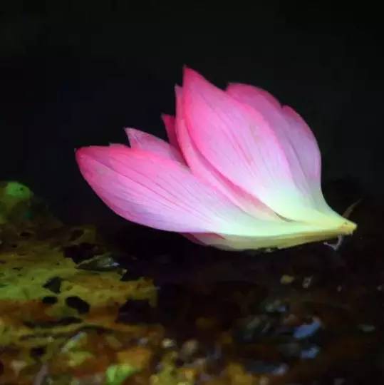 荷花依然淡淡香,走过四季荷花依然香下一句