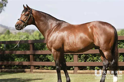 恒信马业百万公马比赛,大陆赛马
