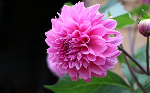 自己沤的肥怎样杀菌消毒,自己发酵肥很臭怎么处理