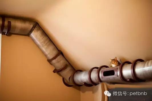 养一只吃货猫是怎样的体验,养一只贪吃的猫是什么感觉