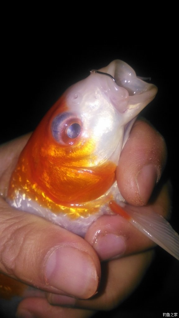 锦鲤迎春鱼跃龙门,锦鲤观赏鱼鸿运当头