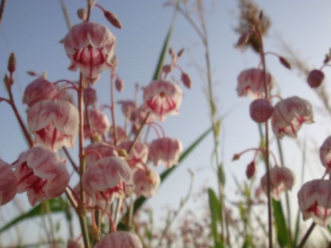 正宗的罗布麻茶,新疆罗布麻非野生特级养生茶