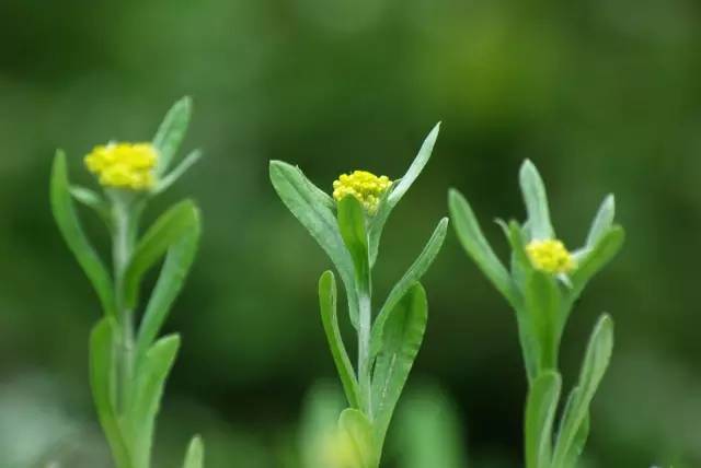 赶在清明之前，为自己做一只青团|一切时节皆与故土食物相关