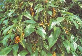 跟我识中药|胡椒——调味是能手，治病有奇招