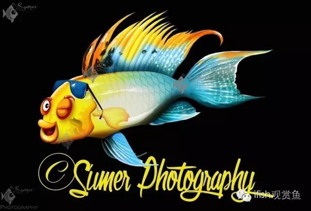 鱼可爱卡通画,鱼卡通可爱