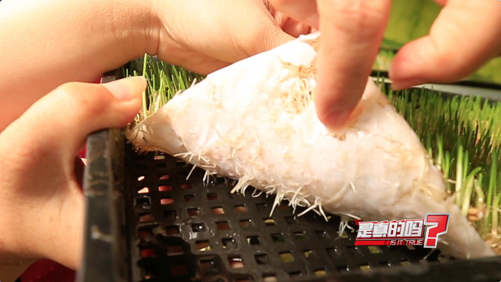 纸上种菜可以种向日葵吗,种菜小窍门两张纸就搞定