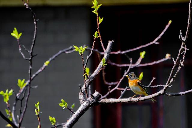 趣谈山大趵突泉校区，春风十里不如你